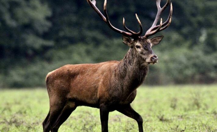 Szarvas a Mecsekben, Kárászon a Tulipán Vendégház közelében.