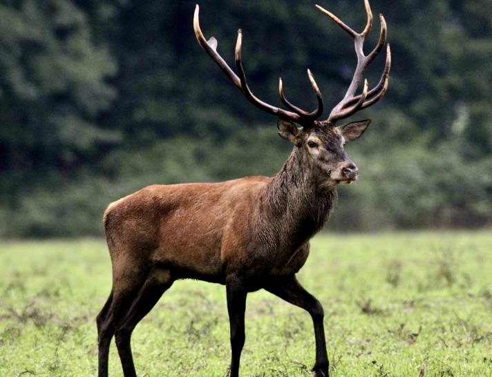 Szarvas a Mecsekben, Kárászon a Tulipán Vendégház közelében.