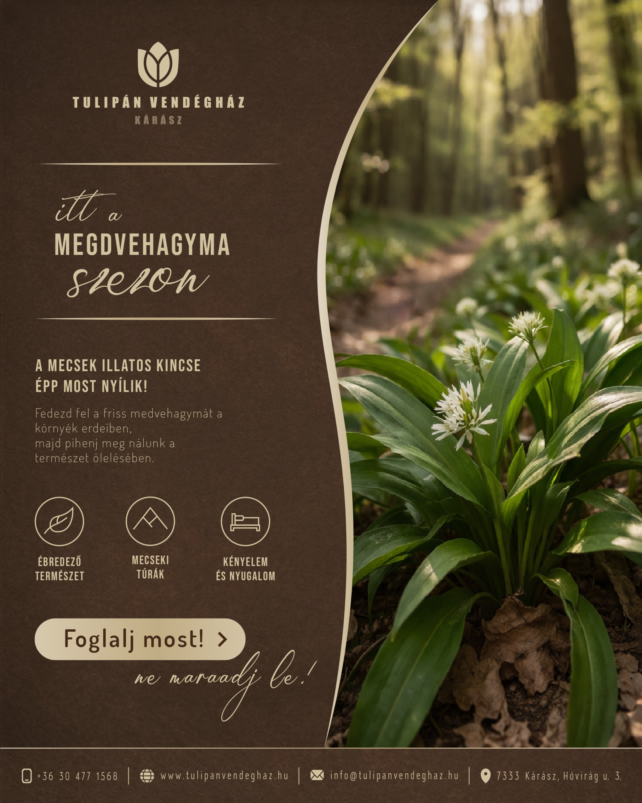 Indul a medvehagyma szezon Kárászon: Irány a Kelet-Mecsek!