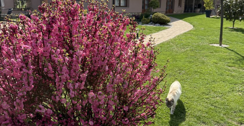 A Tulipán Vendégház csendes kertje, virágzó környezete és meghitt apartmanjai tökéletesek páros kikapcsolódáshoz, barátnős feltöltődéshez vagy egy nyugodt vidéki elvonuláshoz. És ha szerencsétek van, Dorka cica is csatlakozik hozzátok egy kis dorombolós pihenésre.