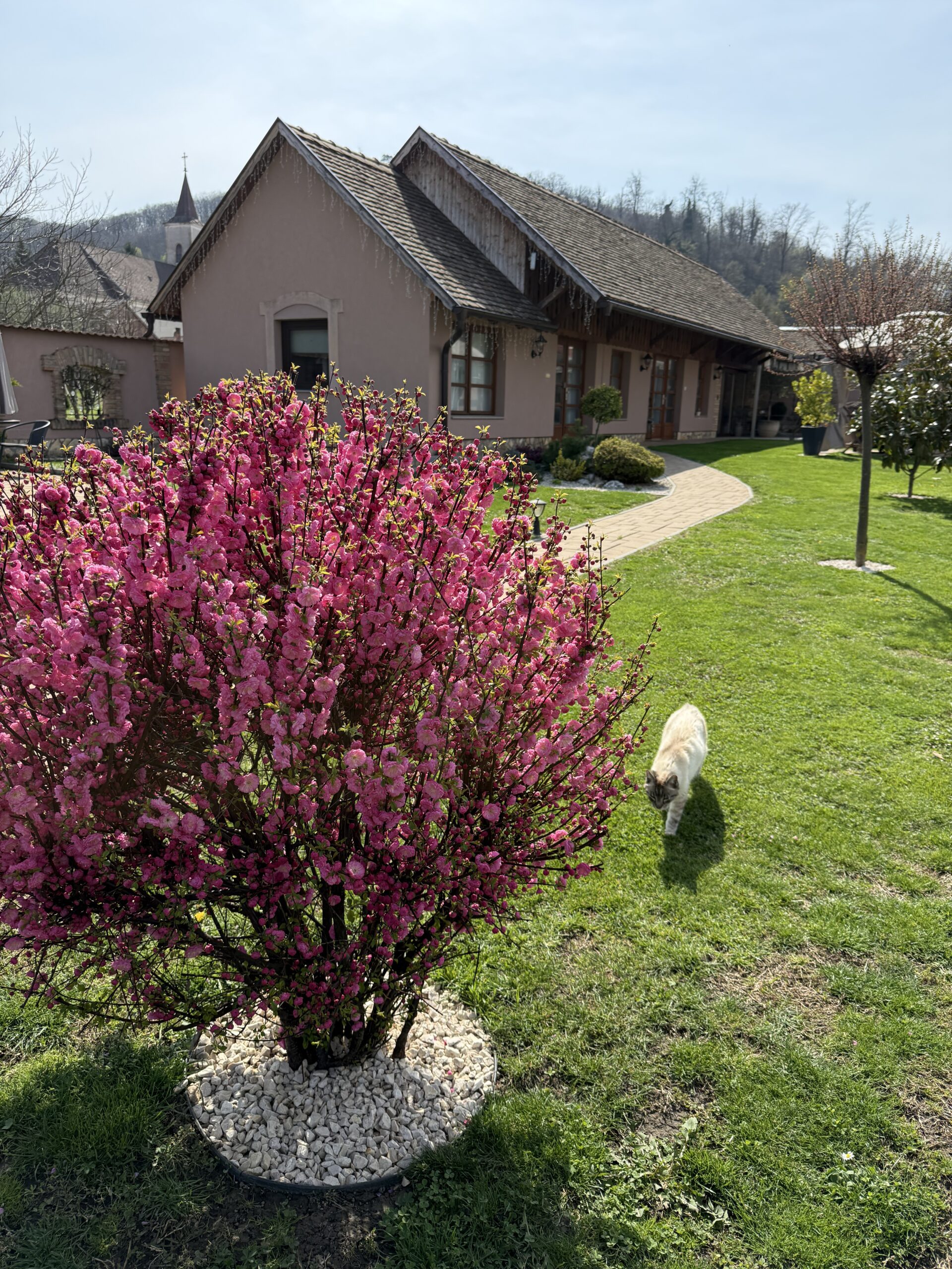 A Tulipán Vendégház csendes kertje, virágzó környezete és meghitt apartmanjai tökéletesek páros kikapcsolódáshoz, barátnős feltöltődéshez vagy egy nyugodt vidéki elvonuláshoz. És ha szerencsétek van, Dorka cica is csatlakozik hozzátok egy kis dorombolós pihenésre.
